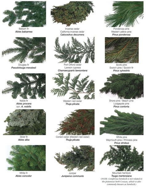 Image Gallery evergreen trees