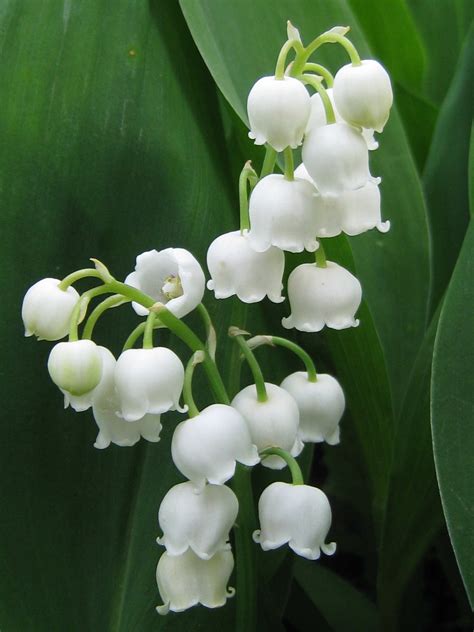 Image muguet