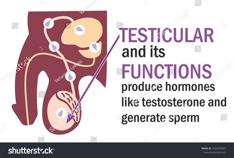 Image of normal sperm. .  It includes the penis, testicles, scrotum and internal organs.  Knowi...