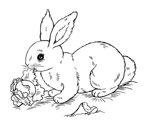 Image of rabbit to print and color Rabbit & Bunny Coloring Pages for Kids