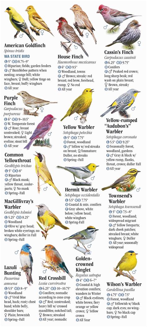 Image result for Bird Identification Chart Washington State Bird
