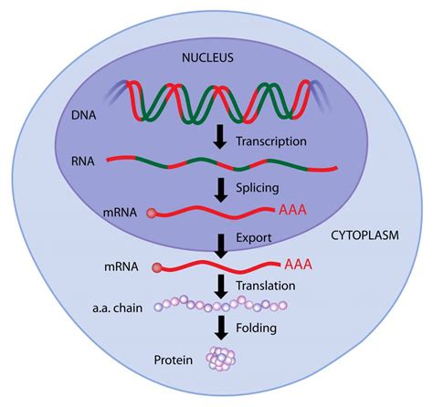 Image result for RNA is transcribed in the Protein synthesis, Dna