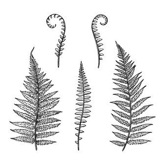 Image result for drawing fiddlehead ferns Fiddlehead ferns, Drawings