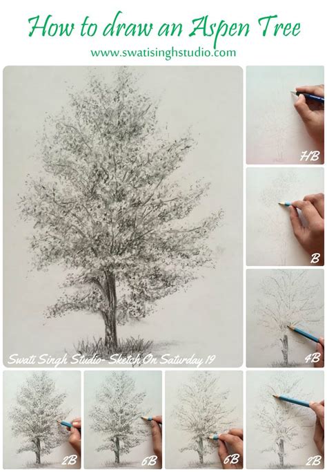 Image result for how to draw an aspen tree step by step Aspen trees