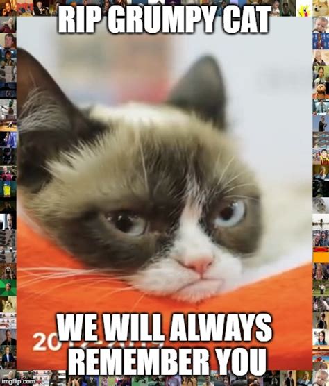 Image tagged in rip grumpy cat Imgflip