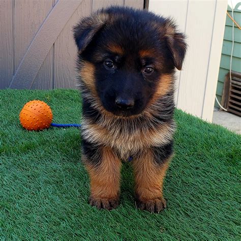 Images Of A German Shepherd Puppy