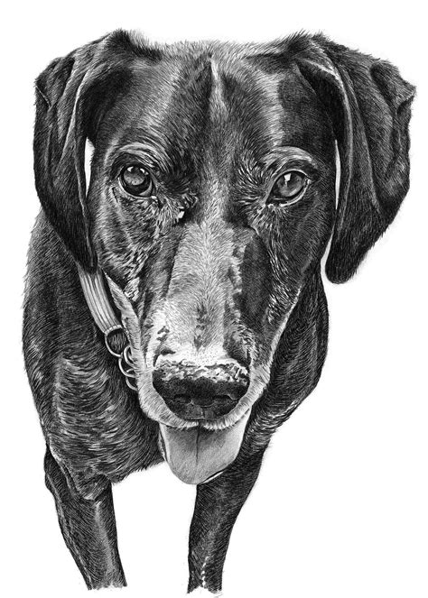 Images Of Drawings Of Dogs