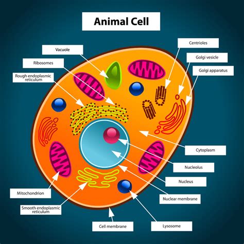 Oct 12, 2018 · A simple animal cell definition is: the smallest unit in an animal than can duplicate, either by making a copy of itself or through reproduction. The parts of an animal cell are called organelles. Each …