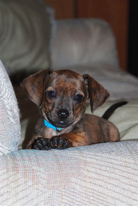 These Chiweenies are available for adoption close to Elgin, Illinois. Bonded Pair Jimmy Chiweenie Male, 3 yrs Chicago, IL. Size (when grown) Small 25 lbs (11 kg) or less Details Good with kids, Good with dogs, Good with cats, Spayed or Neutered, .... 