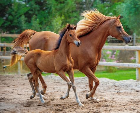 Images of hores xxx. .  ...