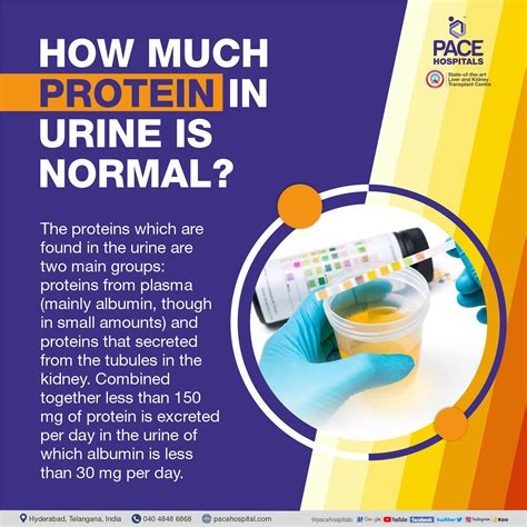 1.2. Urine as a diagnostic tool. The urine of a healthy individual contains up to 150 mg of protein in total measured throughout a day, of which approximately 20 mg is …. 