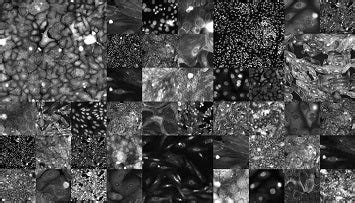 Imaging system produces human cellular morphological data for …