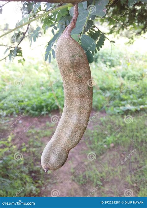 Imali Halı ve Koltuk Yıkama