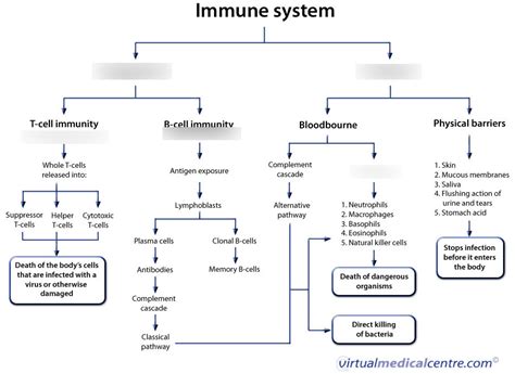Immune Answers System