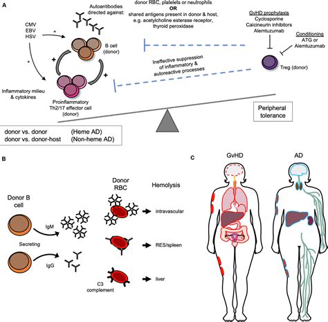 Immune Hemolysis after a Hematopoietic Progenitor Cell