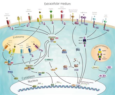 Immune Regulation & Tregs The DuPage Lab Website