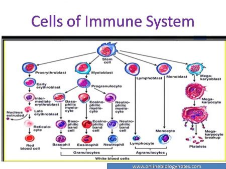 Immune System Wiki Answers
