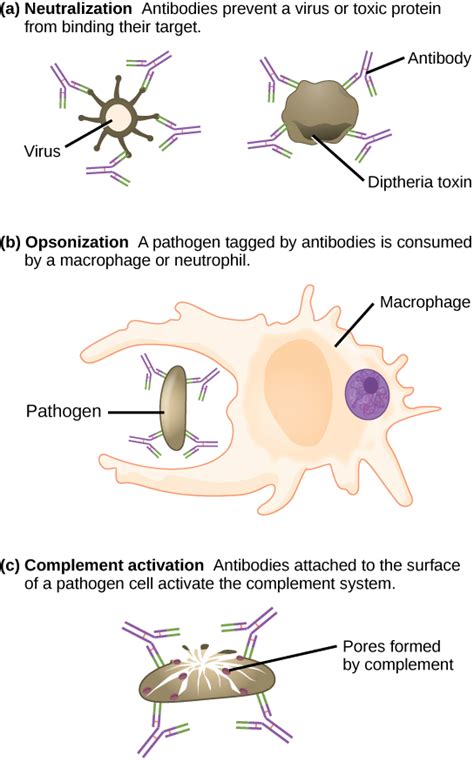 Immune system’s weapon to neutralize pathogens Codycross