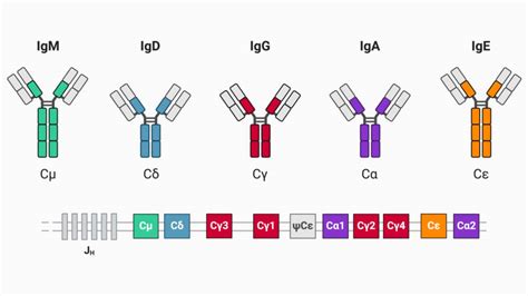 Immunglobulin A - DocCheck Flexikon