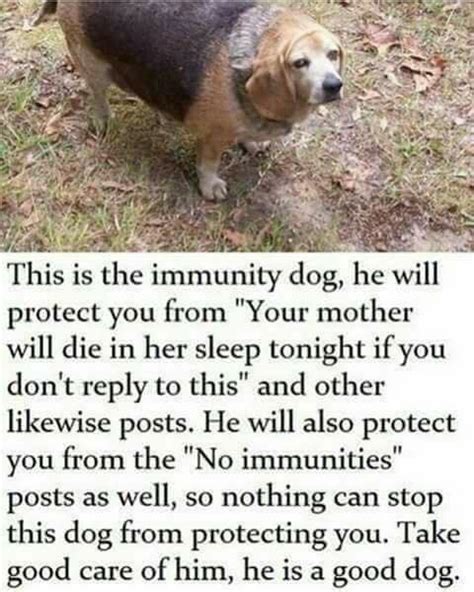 Immunity doggo. But just like you can't put all of your expectations on other people, neither can you on dogs. Of course, there are certain breeds that are specifically trained for protection, but that's not always the case. If you're adopting from a shelter, you can't expect the doggo to have protective instincts for you right away. Or ever at all, really. 