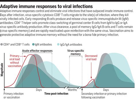 Immunity following influenza disease and administration of …