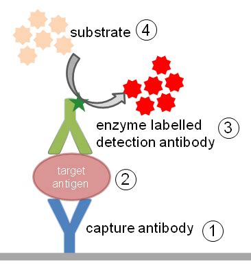 Immunoassay Definition & Meaning Dictionary.com