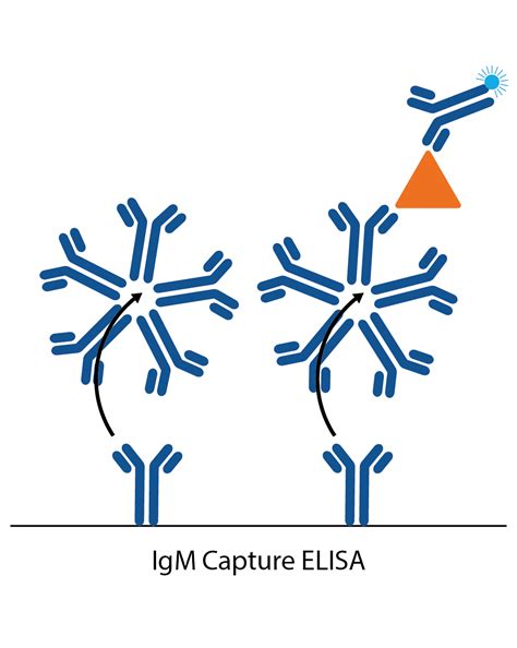 Immunocapture ELISA