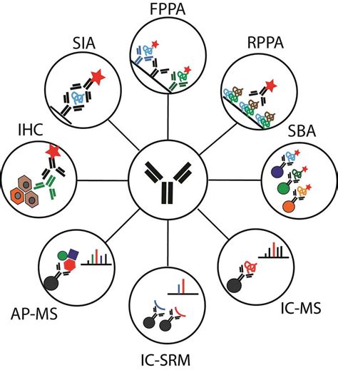 Immunocapture princip