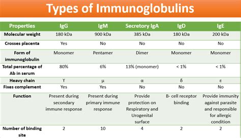Immunoglobulin a qn serum high cancer. Things To Know About Immunoglobulin a qn serum high cancer. 