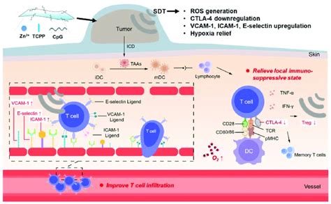 Immunological Efficacy and Safety of Synthesized CpG ... - Springer