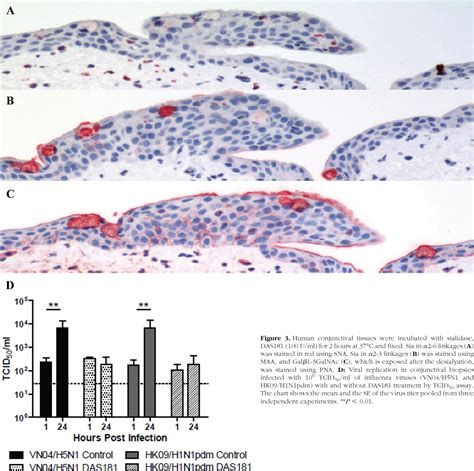 Immunopathology and Infectious Diseases - Altogen