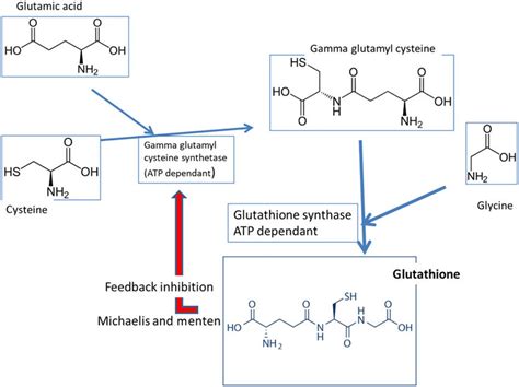 Impact of oral L-glutamine on glutathione, glutamine, and …