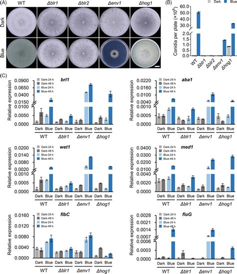 Impact of photoreceptors on photoconidiation in T.