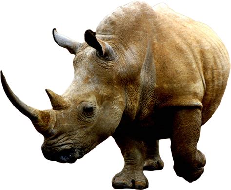 Import a PNG transparent background picture - Rhino for …