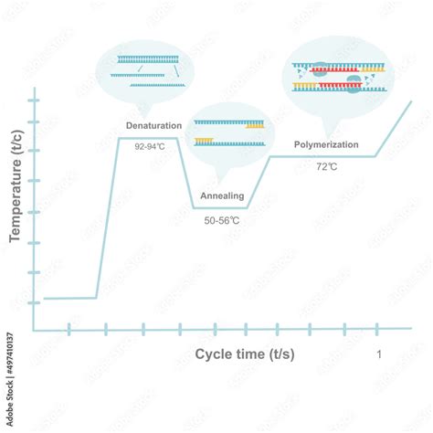 Importance of annealing temperature in pcr.  PCR Cycle Calculator Plan denatura...