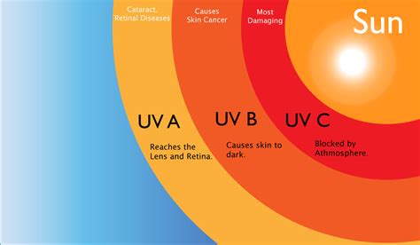 Importance of ultraviolet radiation in the …