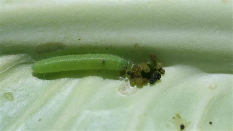 Imported Cabbageworm on Vegetables University of Maryland …