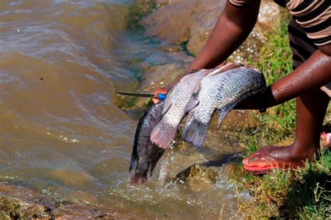 Improve Kenya’s fish value chain for economic growth