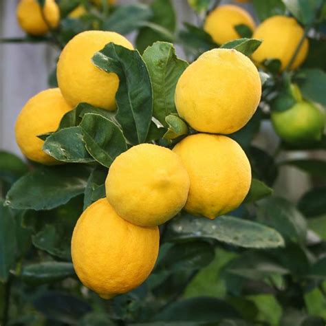 Improved meyer lemon. Aug 20, 2023 · Improved Meyer Lemon (Citrus × meyeri ‘Improved’): This is a hybrid variety of the Meyer lemon, which produces larger fruits and has improved disease resistance. It is a great choice for Zone 9 gardens due to … 