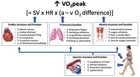 Improvement in aerobic capacity during cardiac rehabilitation in ...