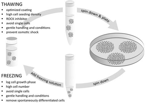 Improving Cell Recovery: Freezing and Thawing Optimization of …