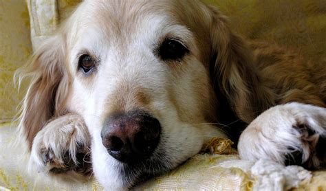 Improving Quality of Life for Senior Dogs – Top Dog Tips