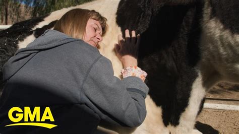 Improving mental health by participating in ‘cow therapy’ …