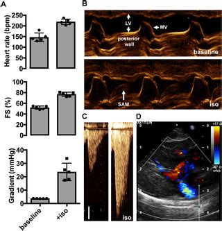 Improving outflow tract obstruction in feline HCM