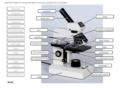 In A Compound Microscope Chegg