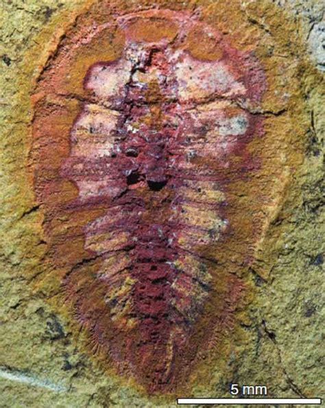 In Images: The Oldest Fossils on Earth Live Science