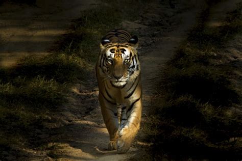 In India, AI-enabled cameras are sending out tiger alerts in real time