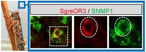 In Search for Pheromone Receptors: Certain Members of the ... - ijbs