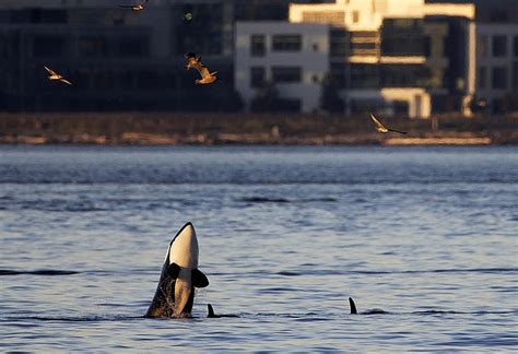 In Seattle, phones ding. Killer whales could be close