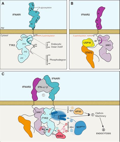 In Vivo Analysis of Ifn- 1 and Ifn- 2 Signaling in …